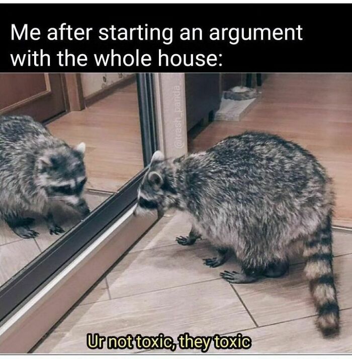Adorable-Raccoon-Memes