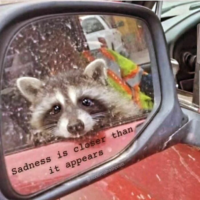 Adorable-Raccoon-Memes