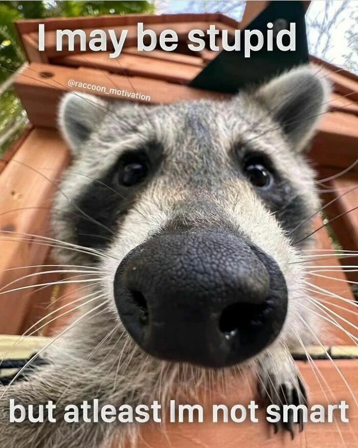 Adorable-Raccoon-Memes
