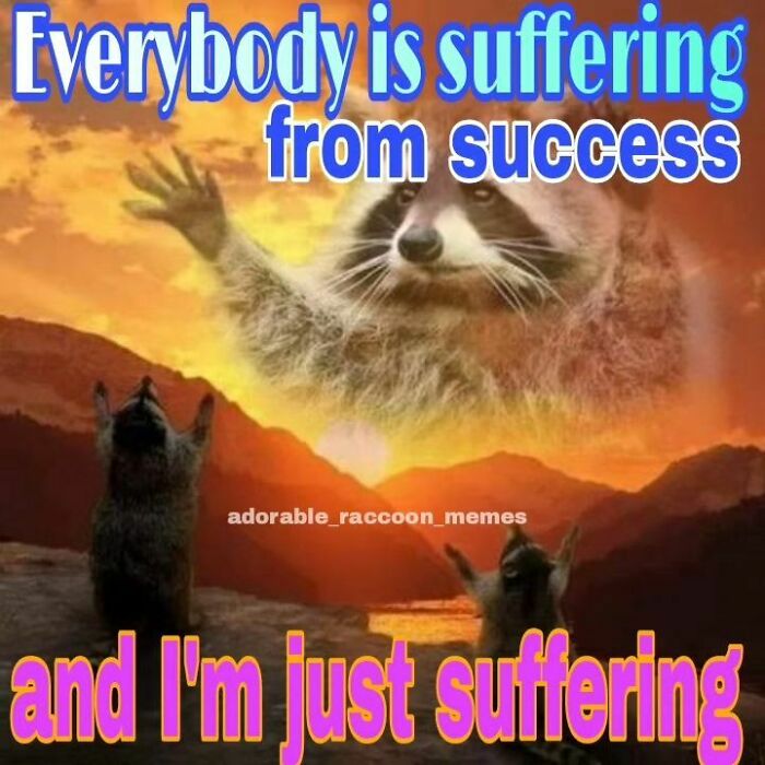 Adorable-Raccoon-Memes