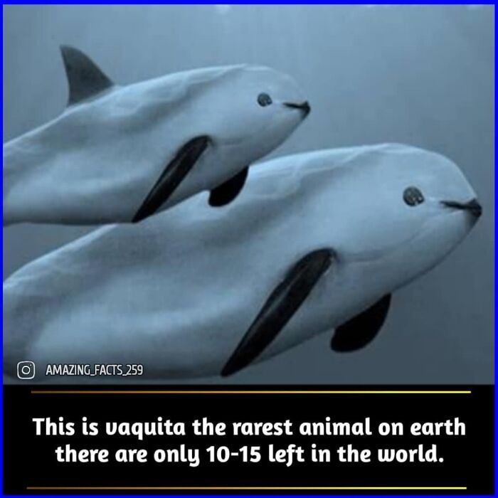 Vaquita dolphins swimming underwater, featured as one of the most interesting and fascinating facts on amazing facts.