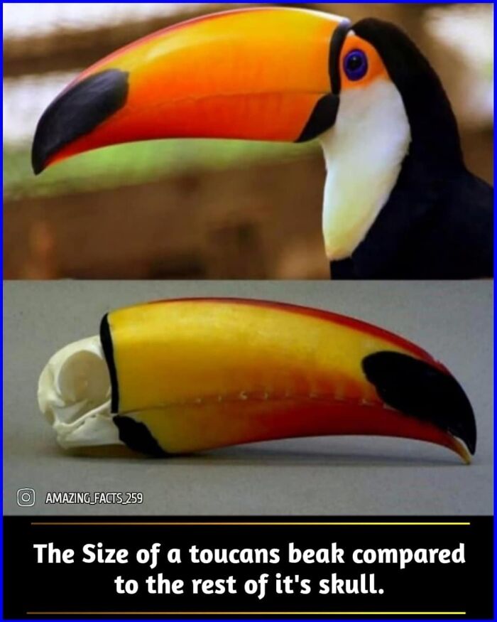 Close-up of a toucan's beak and skull showing fascinating facts about amazing facts in nature.