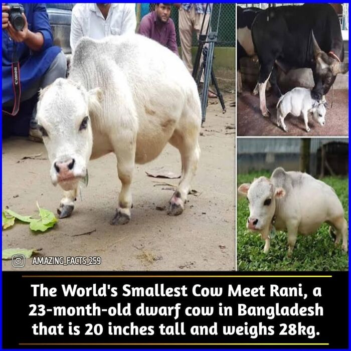 Amazing-Interesting-Facts