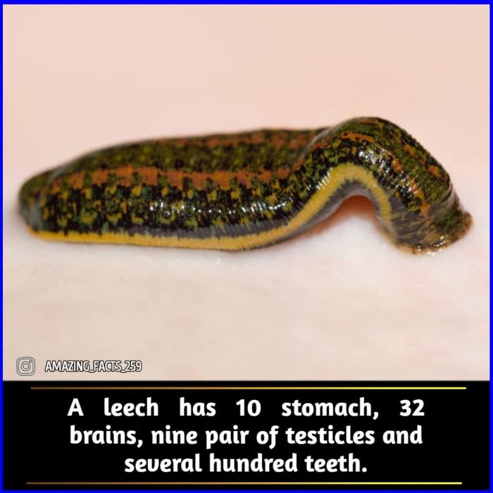 Close-up of a leech showing fascinating facts about its anatomy including multiple stomachs and brains from amazing facts.