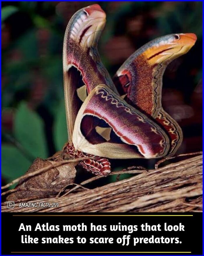 Atlas moth with wings resembling snakes, showcasing an amazing fact about nature's fascinating defense mechanisms.