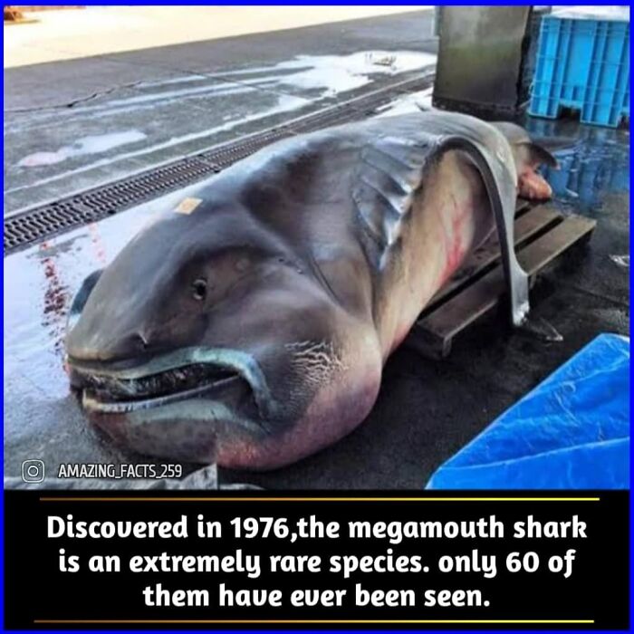 Amazing-Interesting-Facts