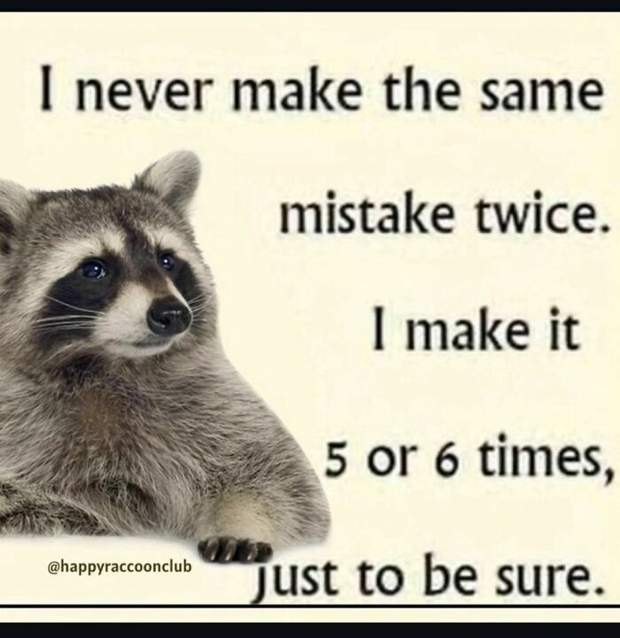 Adorable-Raccoon-Memes