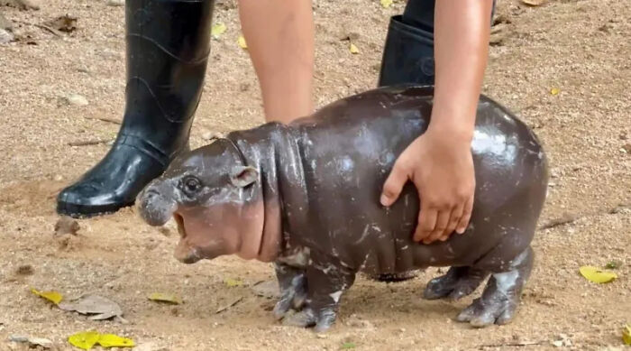 Moo Deng, Viral 2-Month-Old Baby Hippo, Disrupted By &ldquo;Cruel&rdquo; Behavior From Zoo Visitors
