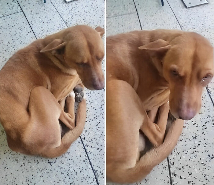 This Loyal Dog Spent 9 Days By The Hospital, Hoping For A Reunion With His Owner