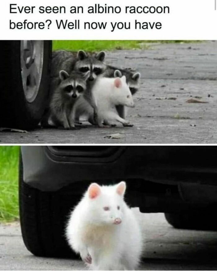 Funny-Random-Memes-Thehilarious-Ted