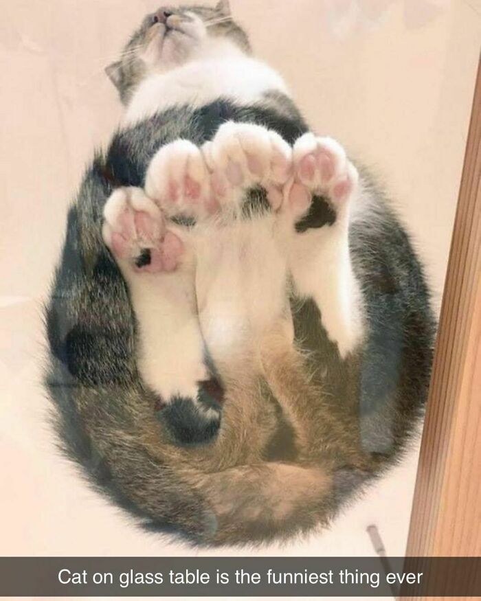 Funny-Random-Memes-Thehilarious-Ted