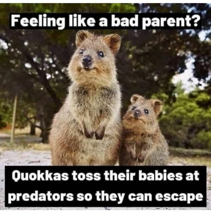 Funny-Random-Memes-Thehilarious-Ted