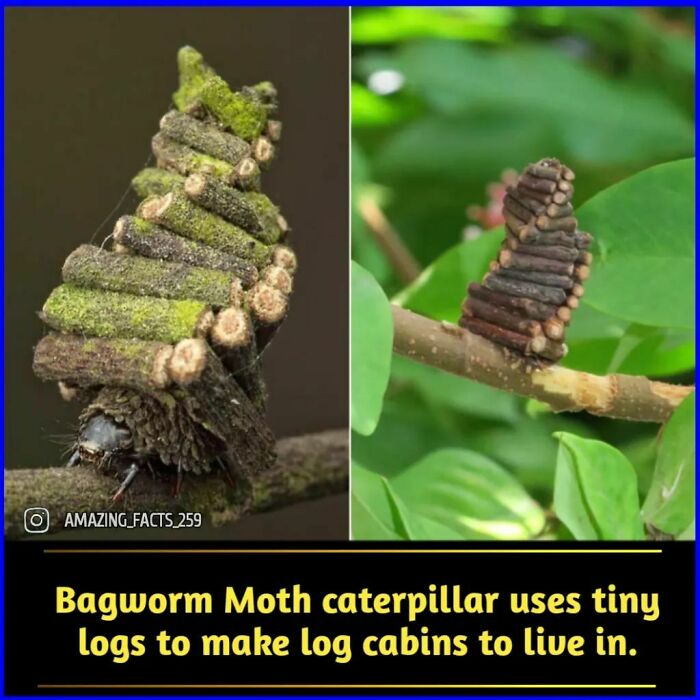 Bagworm moth caterpillar using tiny logs to create log cabins, an interesting and fascinating fact about insects in nature.
