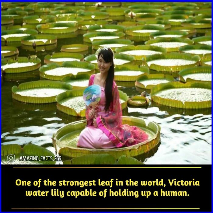Woman in traditional dress sitting on a strong Victoria water lily leaf, demonstrating interesting and fascinating amazing facts.