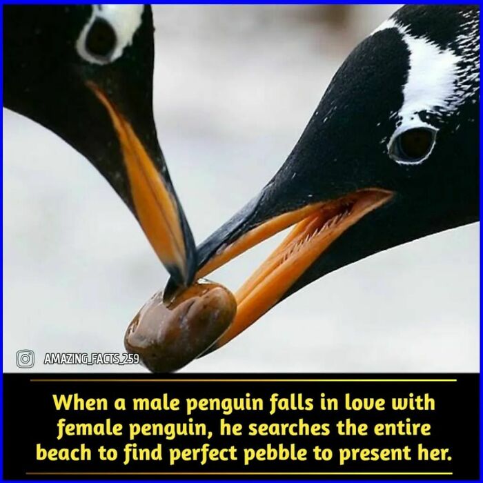Two penguins touching beaks with a pebble, illustrating interesting and fascinating facts about animal behavior.