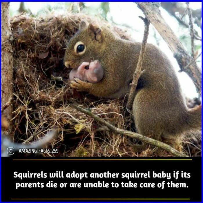 Squirrel adopting another baby squirrel in nature, illustrating fascinating facts about animal behavior and care.