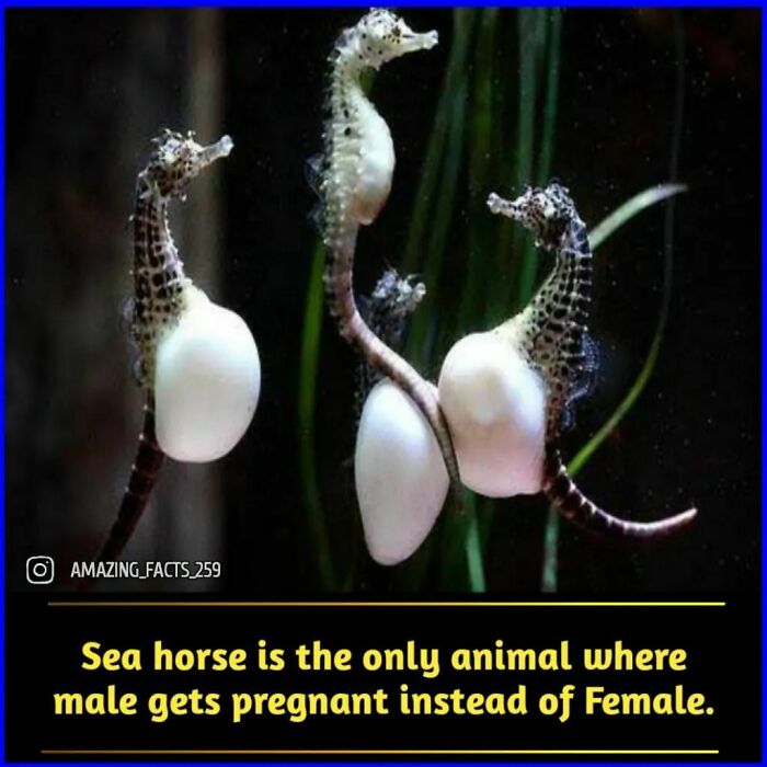 Three seahorses with eggs attached to their bodies, illustrating unique sea horse facts and fascinating nature.