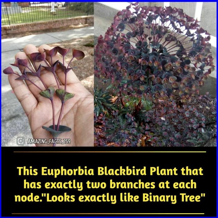 Euphorbia Blackbird plant with two branches at each node, resembling a binary tree in fascinating nature facts.