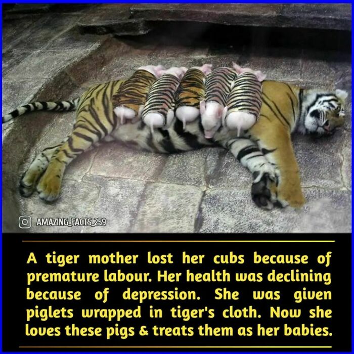 Tiger mother nursing piglets dressed in tiger cloth, a fascinating fact about animal behavior and maternal instincts.