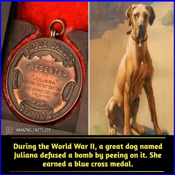 Blue cross medal awarded to Juliana, a dog who defused a b**b by peeing on it during World War II, amazing facts.