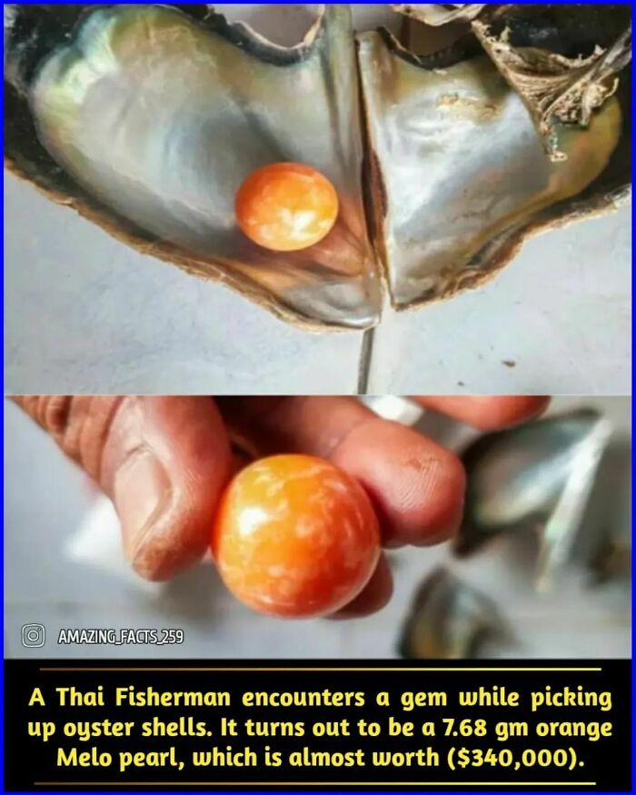 Close-up of a rare 7.68 gm orange Melo pearl found in oyster shell, showcasing fascinating amazing facts and rare gems.