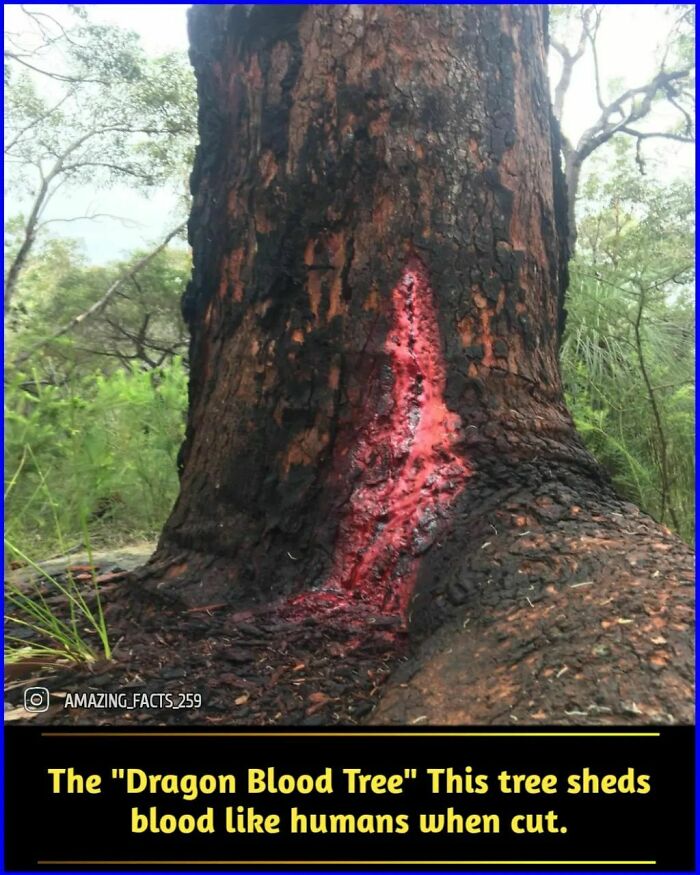 Amazing-Interesting-Facts