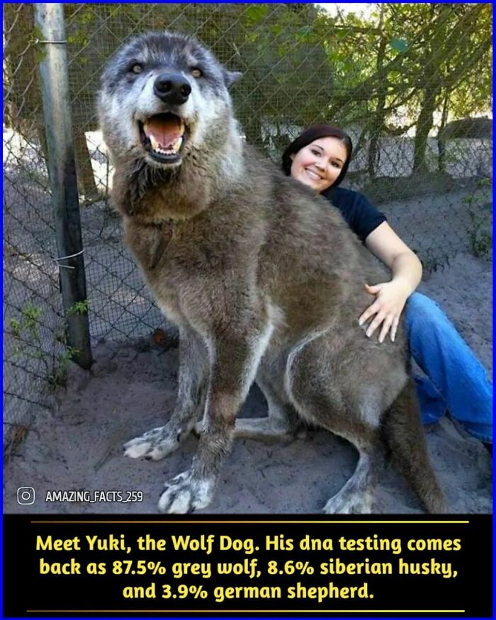 A woman sitting next to Yuki, a large wolf dog, showcasing fascinating facts about wolf dog DNA percentages.