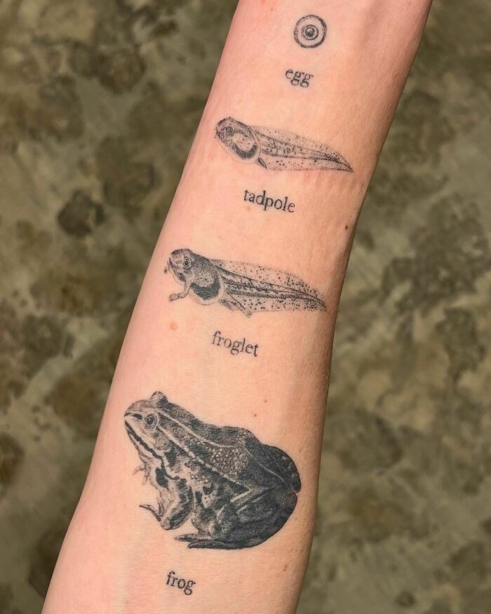 Frog tattoo depicting life cycle stages: egg, tadpole, froglet, and frog on an arm.