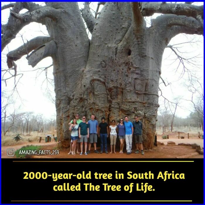 Group of people standing in front of a 2000-year-old tree in South Africa, an amazing fact about nature's history.