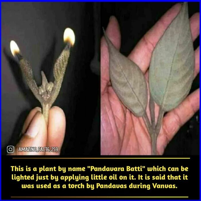 Amazing-Interesting-Facts