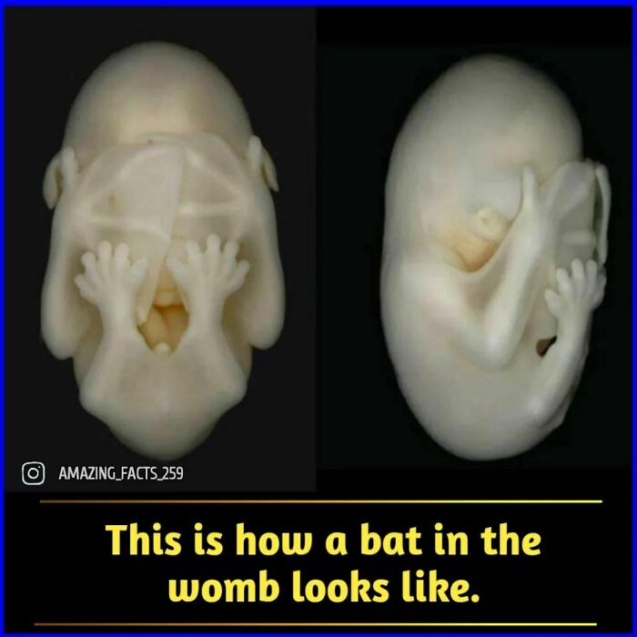 Bat embryo in the womb shown in detailed images illustrating fascinating facts about animal development.