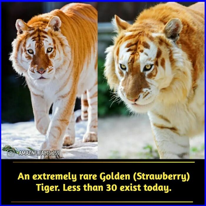 Rare golden strawberry tiger walking in natural habitat featured in fascinating amazing facts collection.