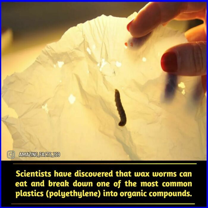 Wax worms breaking down polyethylene plastic, an interesting and fascinating fact shared on amazing facts.