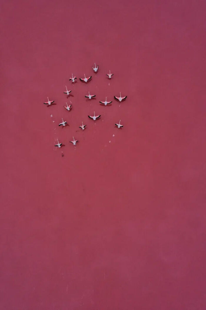 Aerial, 3rd Place Winner: Pink On Pink By Magali Chesnel