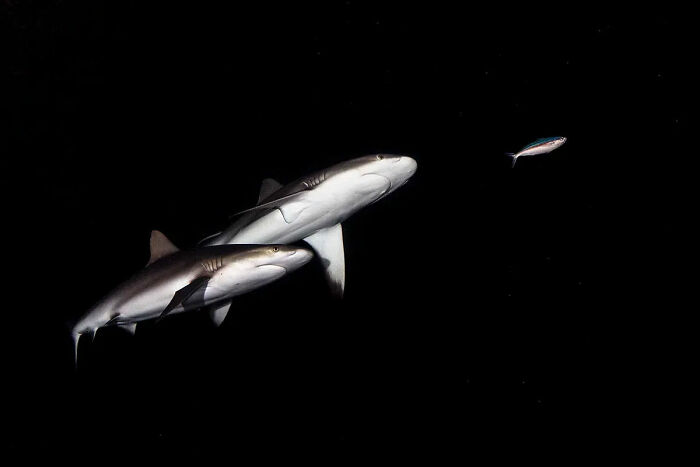 Night, Honorable Mention: Eyes On The Prize By Wai Hoe Mok