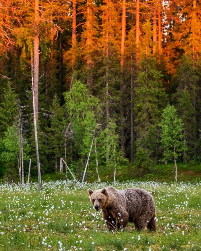 From Dreams To Wilderness: Andrey Gudkov's Journey As A Wildlife Photographer