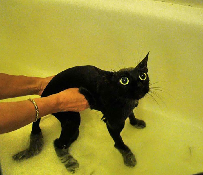 A funny meme image of a wet black cat in a bathtub with wide, startled eyes and an expression of shock and confusion. The cat looks like it's frozen in fear while being held up by a person’s hands in the water. The image could be used to represent a "funny group chat name" involving cats, water, or unexpected situations. A funny meme image of a wet black cat in a bathtub with wide, startled eyes and an expression of shock and confusion. The cat looks like it's frozen in fear while being held up by a person’s hands in the water. The image could be used to represent a "funny group chat name" involving cats, water, or unexpected situations.