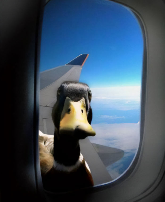A funny meme image of a duck peering through an airplane window at high altitude, appearing to curiously check out the passengers inside. The duck’s face is up close to the glass, creating a surreal and amusing scenario that would make for a great "funny group chat name" involving ducks, unexpected visitors, or humorous travel moments. A funny meme image of a duck peering through an airplane window at high altitude, appearing to curiously check out the passengers inside. The duck’s face is up close to the glass, creating a surreal and amusing scenario that would make for a great "funny group chat name" involving ducks, unexpected visitors, or humorous travel moments.