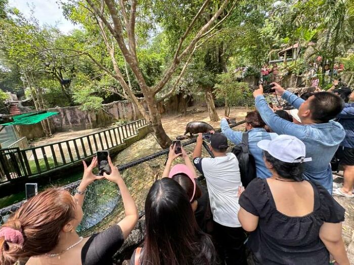 Moo Deng, Viral 2-Month-Old Baby Hippo, Disrupted By &ldquo;Cruel&rdquo; Behavior From Zoo Visitors