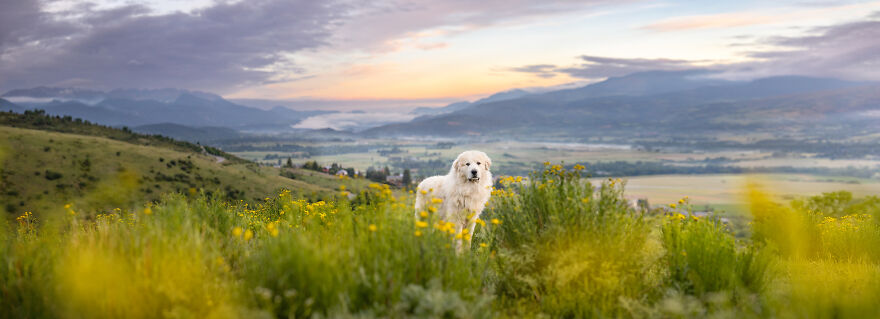 The Best Dog Photos In The World!