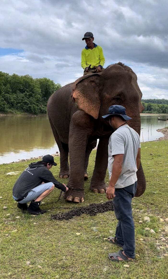 An Elephant Walking Without Chains For The 1st Time In 41 Years Is Melting Hearts Online An Elephant Walking Without Chains For The 1st Time In 41 Years Is Melting Hearts Online