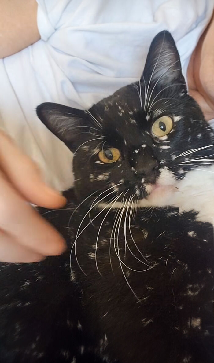 Magical Cat Has Condition That Makes His Fur Look Like A Galaxy Of Stars, People Are Obsessed Magical Cat Has Condition That Makes His Fur Look Like A Galaxy Of Stars, People Are Obsessed