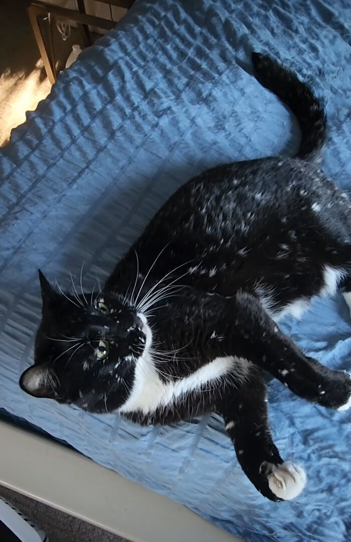 Magical Cat Has Condition That Makes His Fur Look Like A Galaxy Of Stars, People Are Obsessed Magical Cat Has Condition That Makes His Fur Look Like A Galaxy Of Stars, People Are Obsessed