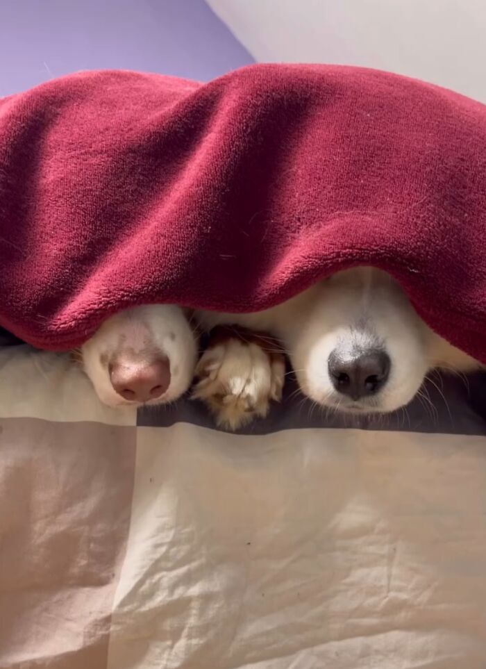 A Story Of Two Fluffy Friends Who Can&rsquo;t Stop Hugging Each Other Is Melting People&rsquo;s Hearts