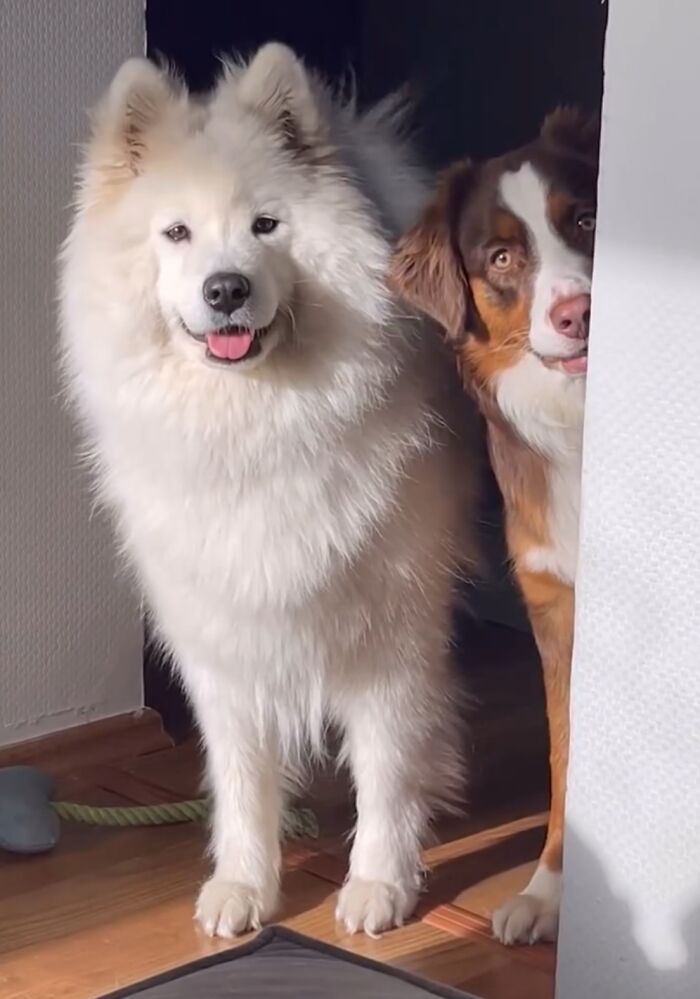 A Story Of Two Fluffy Friends Who Can&rsquo;t Stop Hugging Each Other Is Melting People&rsquo;s Hearts