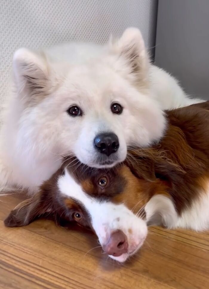 A Story Of Two Fluffy Friends Who Can&rsquo;t Stop Hugging Each Other Is Melting People&rsquo;s Hearts