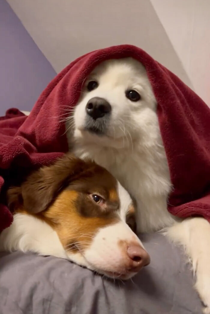 A Story Of Two Fluffy Friends Who Can&rsquo;t Stop Hugging Each Other Is Melting People&rsquo;s Hearts