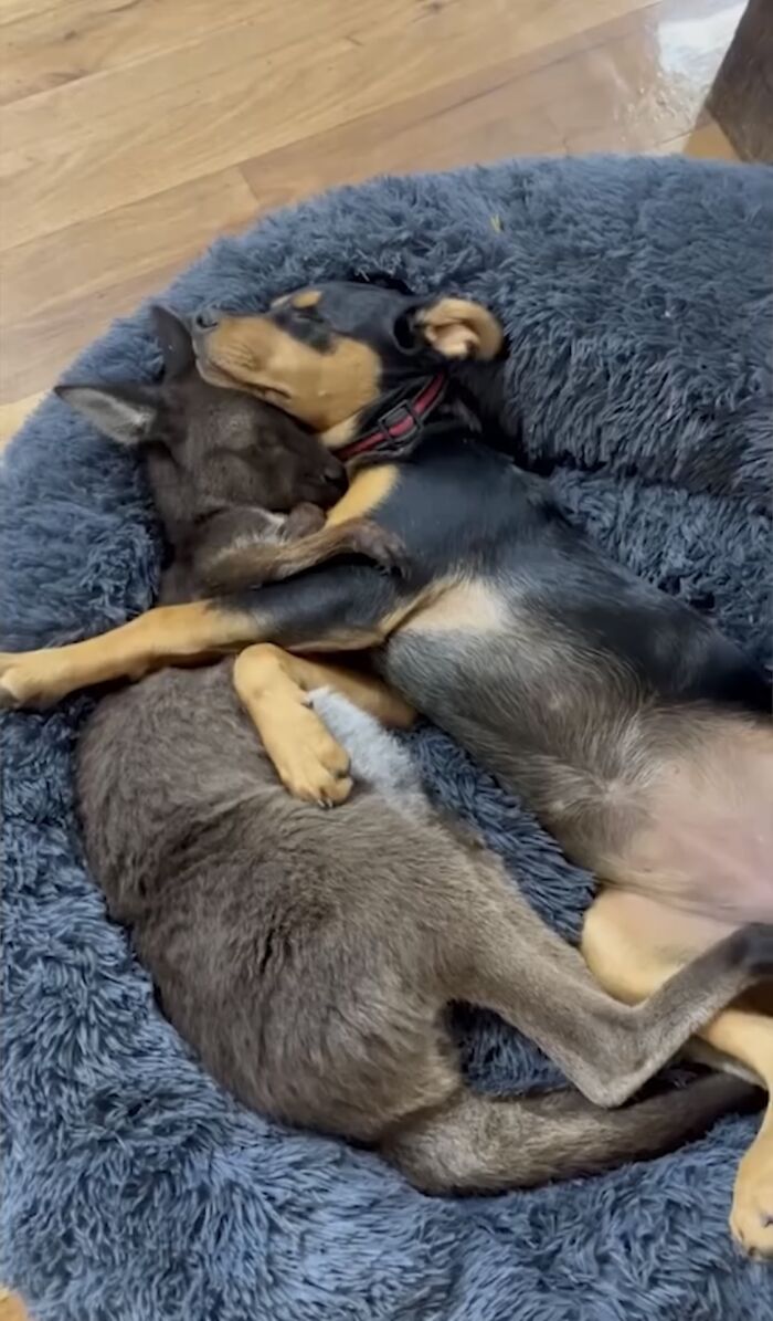 Pup And Baby Kangaroo Who Was Hit By Car Form Adorable Friendship After Family Rescues Her Pup And Baby Kangaroo Who Was Hit By Car Form Adorable Friendship After Family Rescues Her