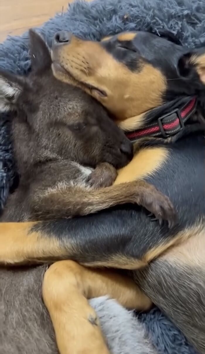 Pup And Baby Kangaroo Who Was Hit By Car Form Adorable Friendship After Family Rescues Her Pup And Baby Kangaroo Who Was Hit By Car Form Adorable Friendship After Family Rescues Her