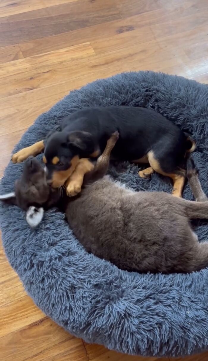 Pup And Baby Kangaroo Who Was Hit By Car Form Adorable Friendship After Family Rescues Her Pup And Baby Kangaroo Who Was Hit By Car Form Adorable Friendship After Family Rescues Her